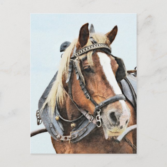 Carte Postale Cheval breton en harnais (Devant)