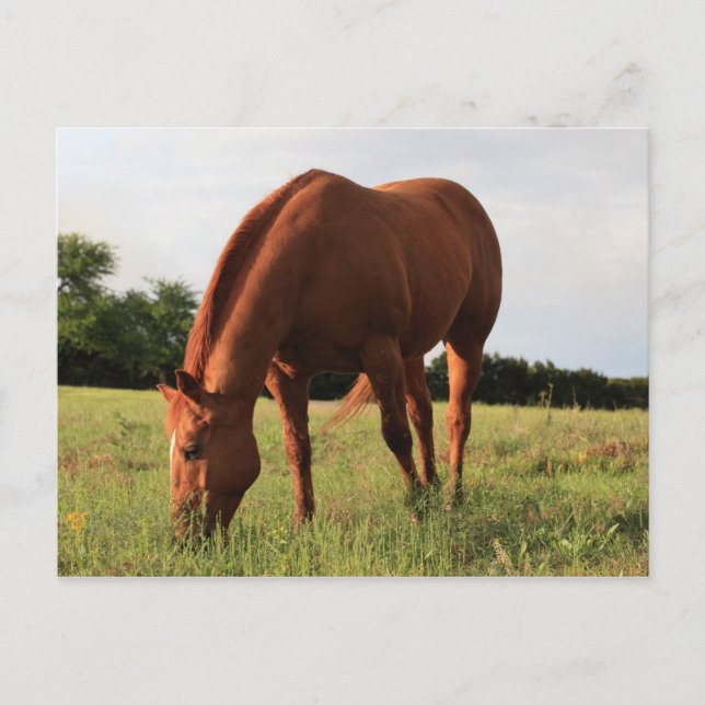 Carte postale Cheval Brown (Devant)