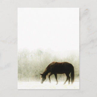 Carte Postale Cheval Brown au chocolat dans le brouillard