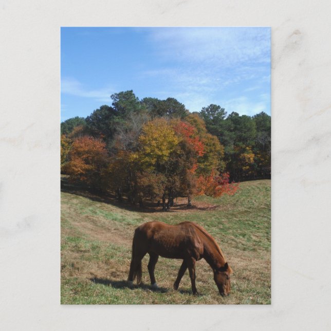 Carte Postale Cheval Brown avec arbres à automne (Devant)