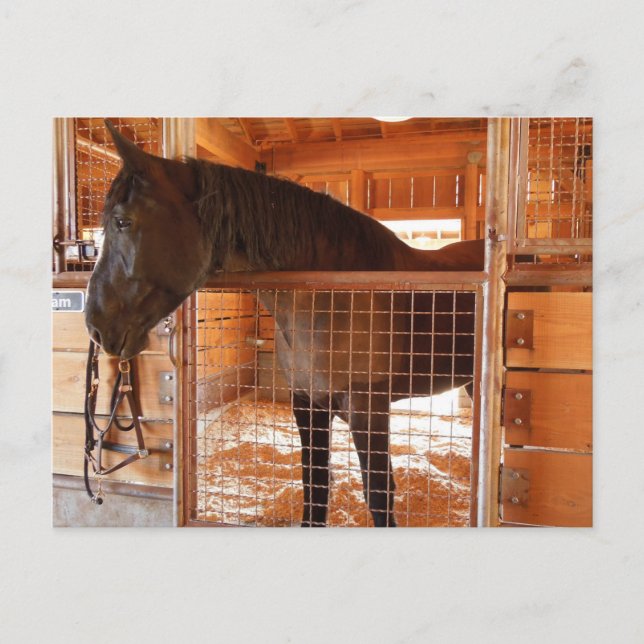 Carte Postale Cheval Brown en Grange à Epoch Estates Winery (Devant)