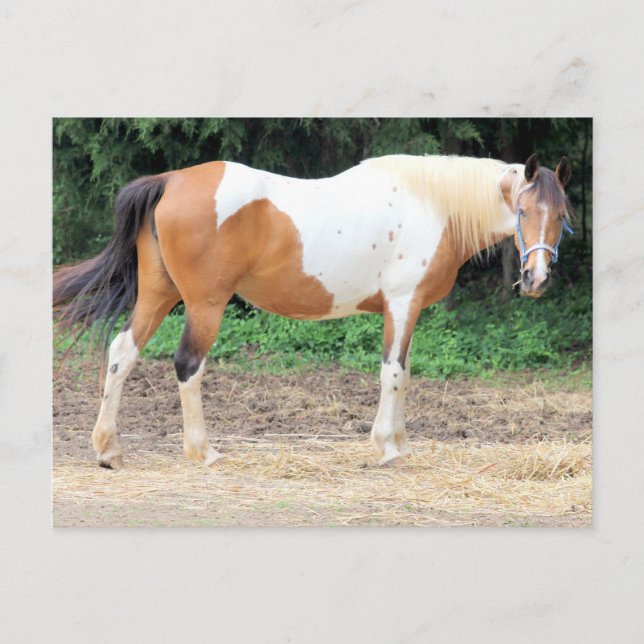 Carte Postale Cheval Brown et blanc avec un frein bleu-clair (Devant)