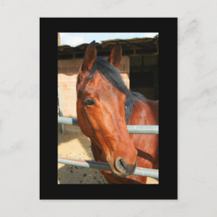 Carte postale Cheval Brown foncé