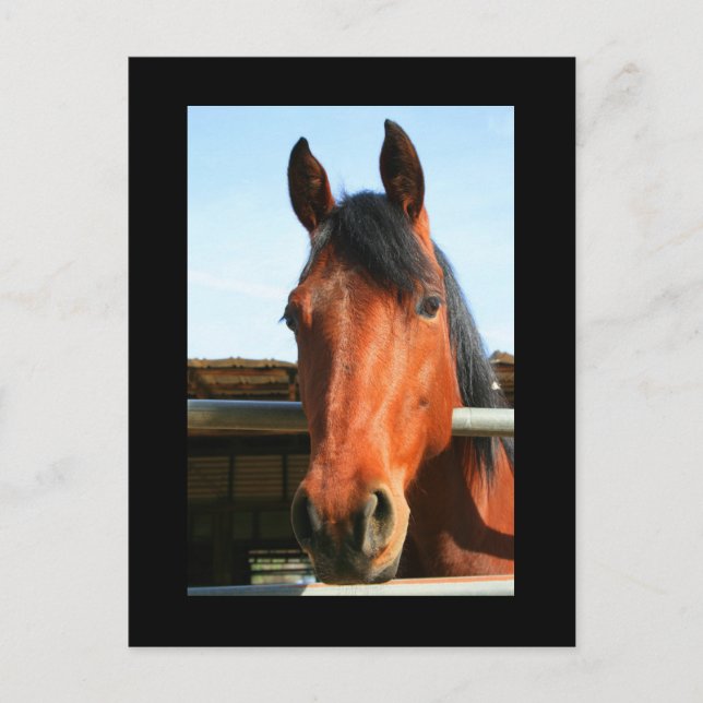 Carte postale Cheval Brown foncé (Devant)