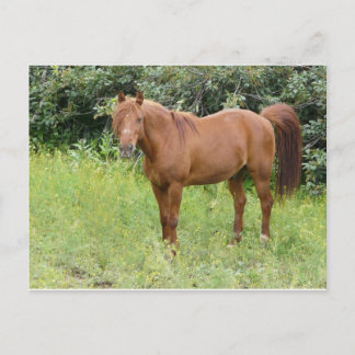 Carte Postale cheval brun