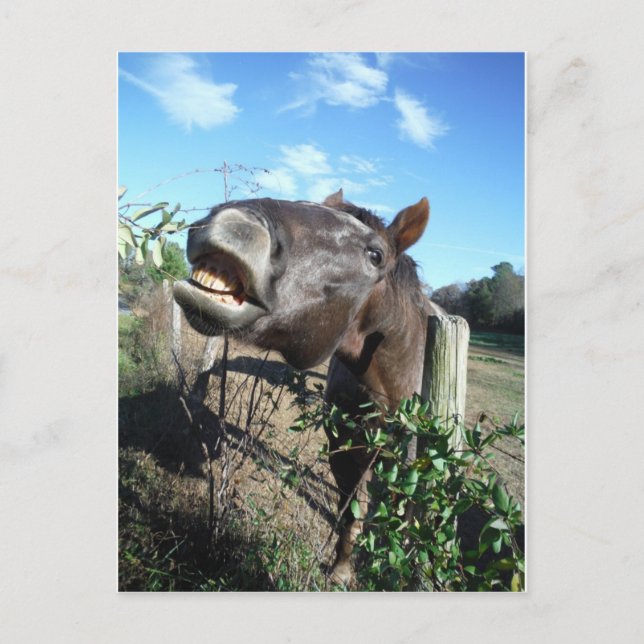 Carte Postale Cheval Brun Parlant (Devant)