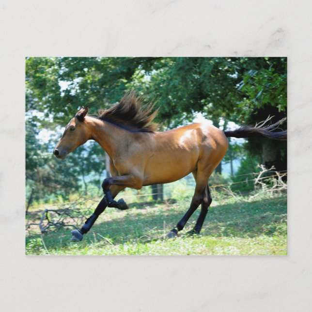 Carte Postale Cheval Buckskin Morgan (Devant)