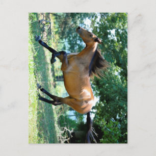 Carte Postale Cheval Buckskin Morgan