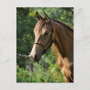 Carte Postale Cheval Buckskin Morgan