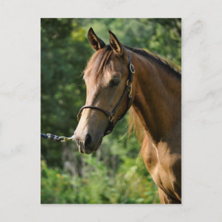 Carte Postale Cheval Buckskin Morgan