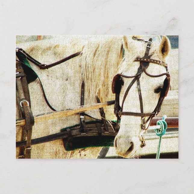 Carte Postale Cheval Buggy Amish Grey (Devant)
