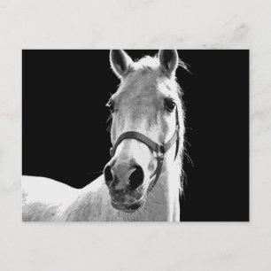 Carte Postale Cheval BW