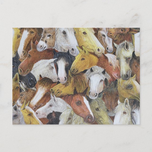 Carte Postale Cheval Chevaux (Devant)