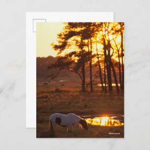Carte Postale Cheval Chincoteague Bob Langrish Pâturage Au Couch