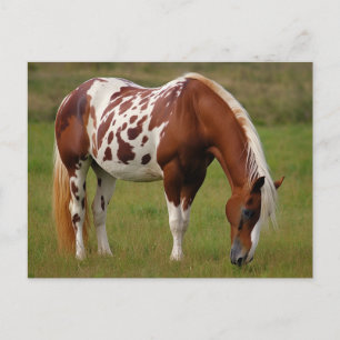 Carte Postale Cheval Chubby Pinto Mustang