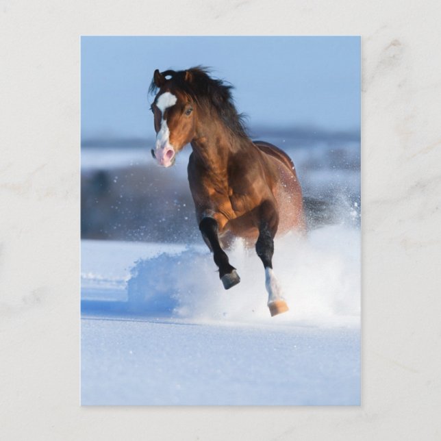 Carte Postale Cheval courant à travers le champ en hiver (Devant)