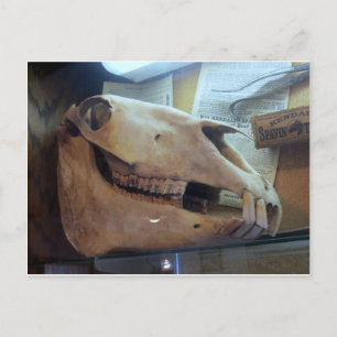 Carte Postale Cheval crâne