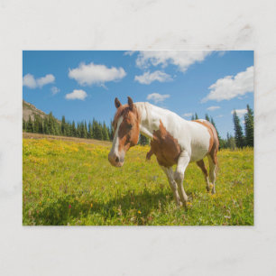 Carte Postale Cheval curieux dans une prairie alpine en été