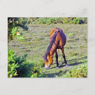 Carte Postale cheval dans la prairie