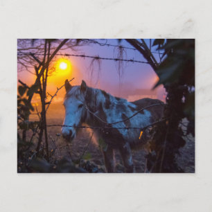 Carte Postale Cheval dans Sunset Irish Fog