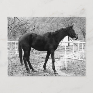 Carte Postale Cheval d'art pop d'échelle grise