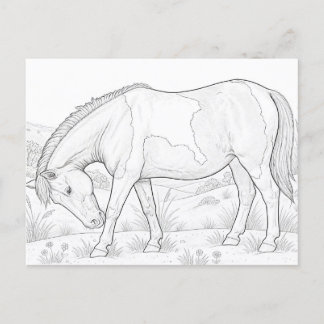 Carte Postale Cheval d'Assateague