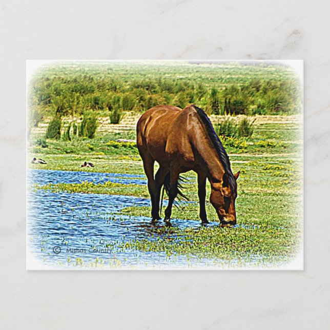 Carte Postale Cheval de Baie (Devant)