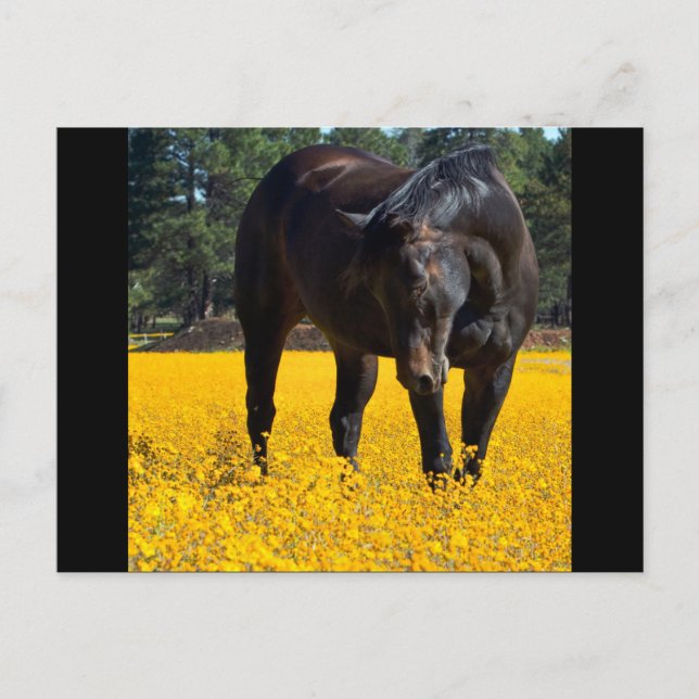Carte Postale Cheval de baie dans un champ de fleurs jaunes (Devant)