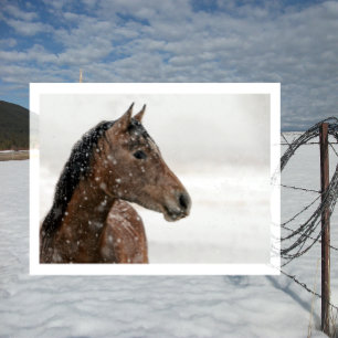 Carte Postale Cheval de baie en neige douce
