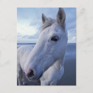 Carte Postale Cheval de Camargue