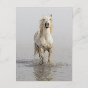Carte Postale Cheval de Camargue courant dans l'eau