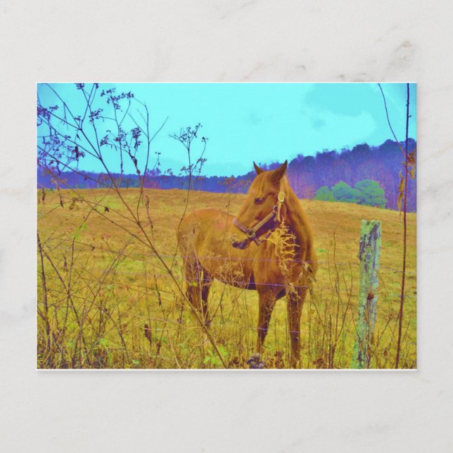 Carte Postale Cheval de couleur rétro (Devant)
