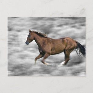 Carte Postale Cheval de course