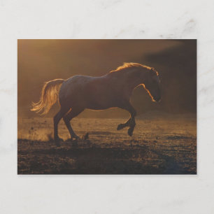 Carte Postale Cheval de course rétroéclairé