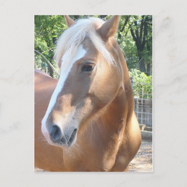 Carte Postale Cheval de Haflinger (Devant)