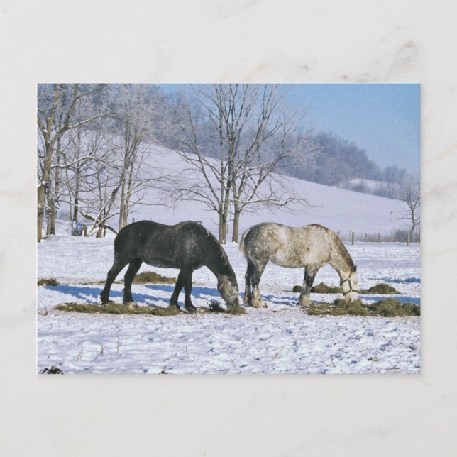 Carte Postale Cheval de l'Amish dans les pâturages d'hiver-Carte (Devant)