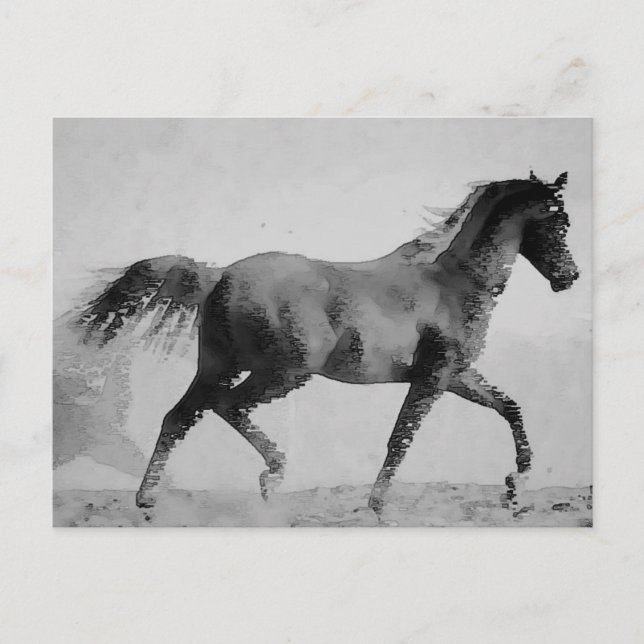 Carte Postale Cheval de marche noir et blanc (Devant)