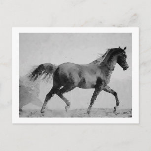 Carte Postale Cheval de marche noir et blanc