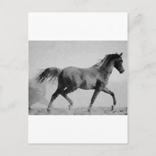 Carte Postale Cheval de marche noir et blanc