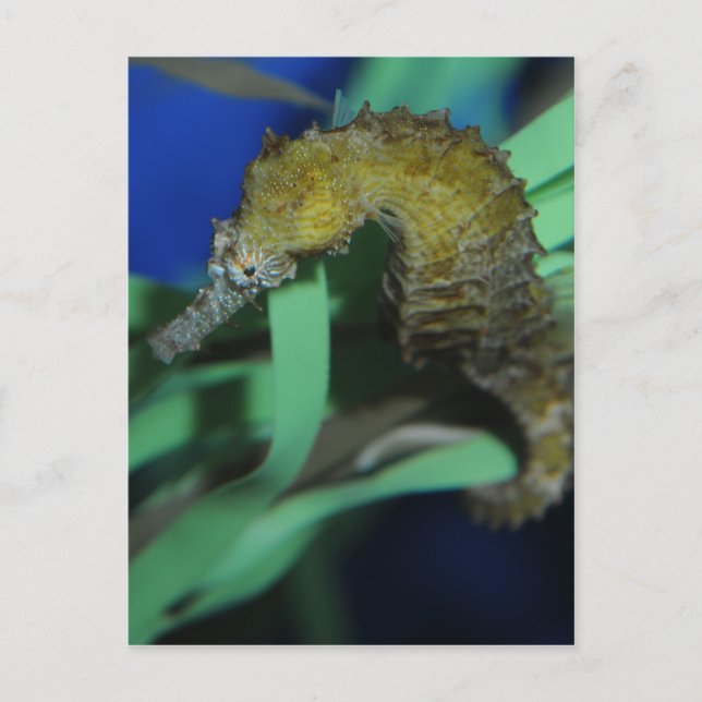 Carte Postale Cheval de mer (Devant)