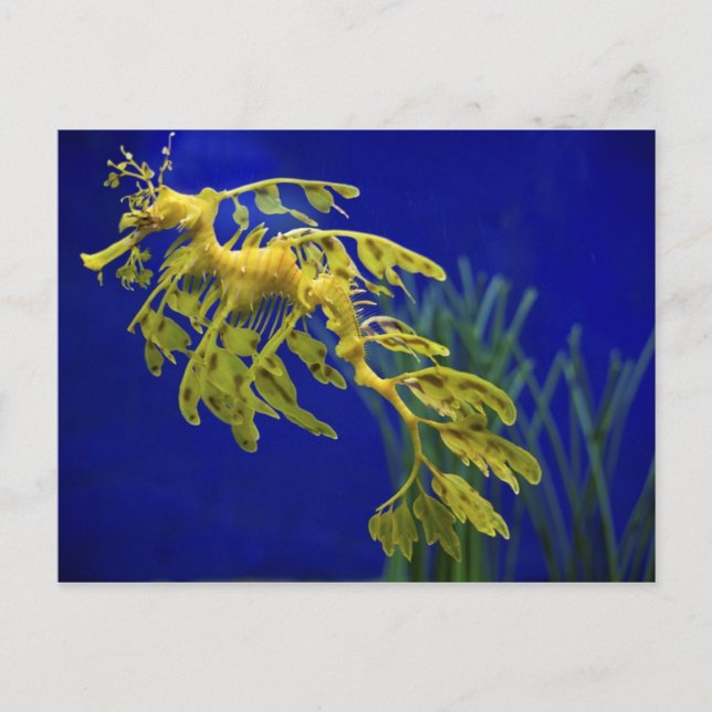 Carte Postale Cheval de mer (Devant)