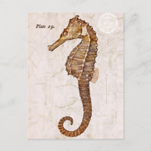 Carte Postale Cheval de mer vintage - Cheval de mer antique Cust