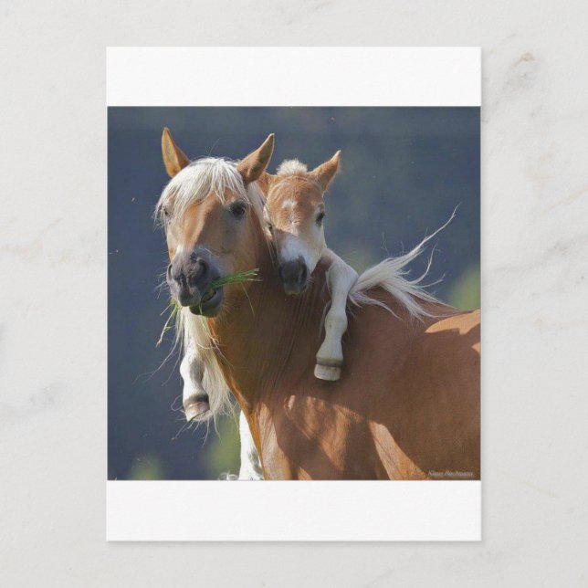 Carte Postale Cheval de mère et de bébé (Devant)