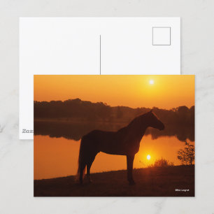 Carte Postale Cheval De Montagne Rocheuse Se Trouvant Au Coucher