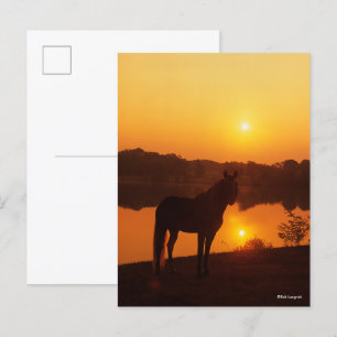 Carte Postale Cheval de montagne rocheux debout au coucher du so