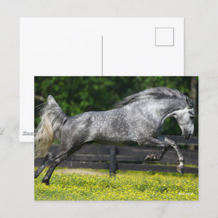 Carte Postale Cheval de montagne rocheux gris pomme qui saute