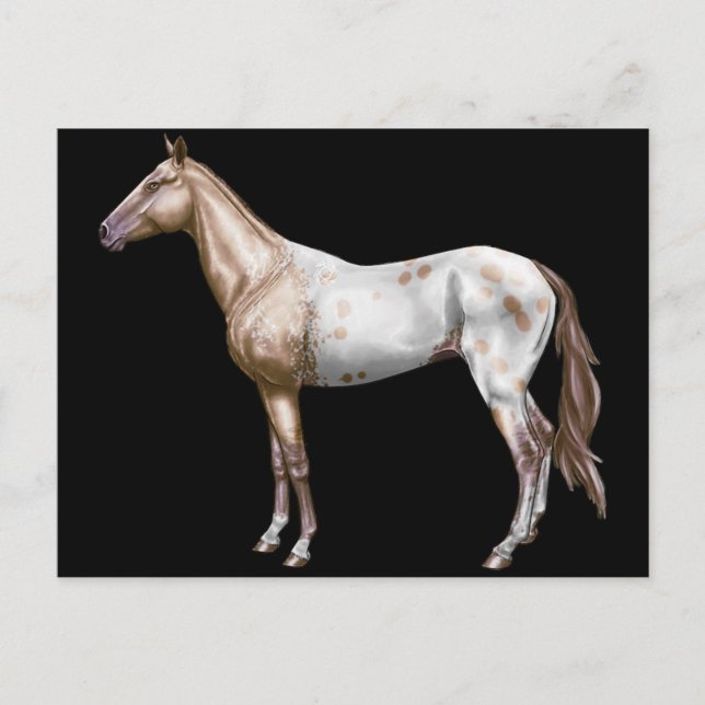 Carte Postale Cheval de Nez Perce (Devant)
