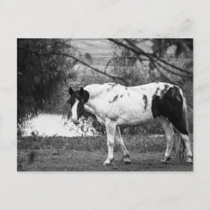 Carte Postale Cheval de peinture