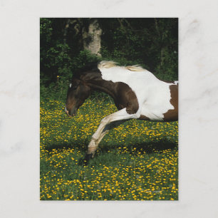 Carte Postale Cheval de peinture courant dans le champ de fleurs