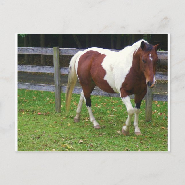 Carte Postale Cheval de peinture dans le pâturage (Devant)